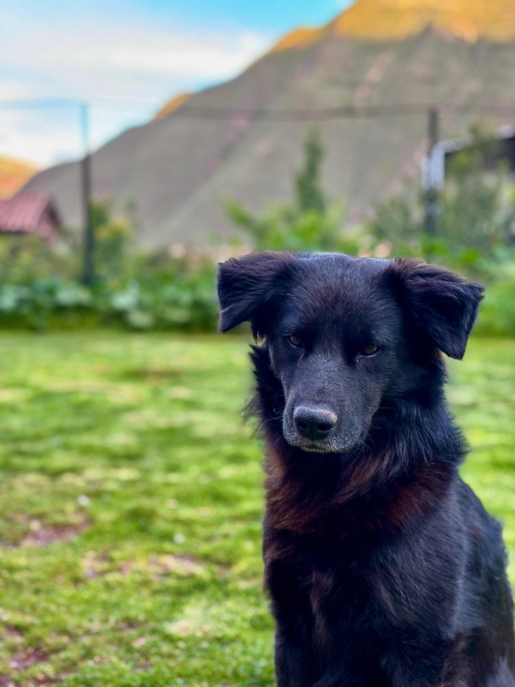Chaska sitting in a garden with a mountainside rising behind him