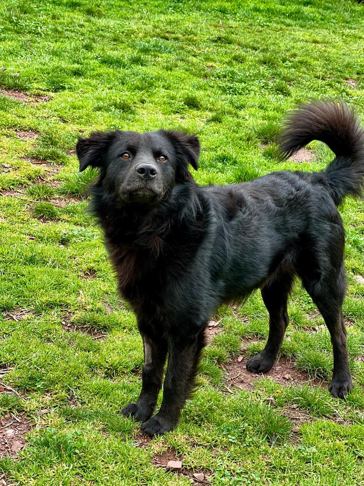 Chaska standing on grass, tail up, looking at the camera