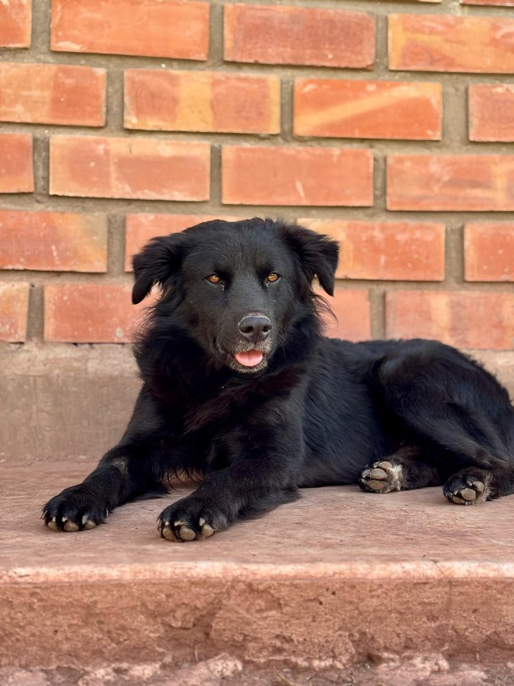 Chaska lying on a brick step in the sun with his tongue out