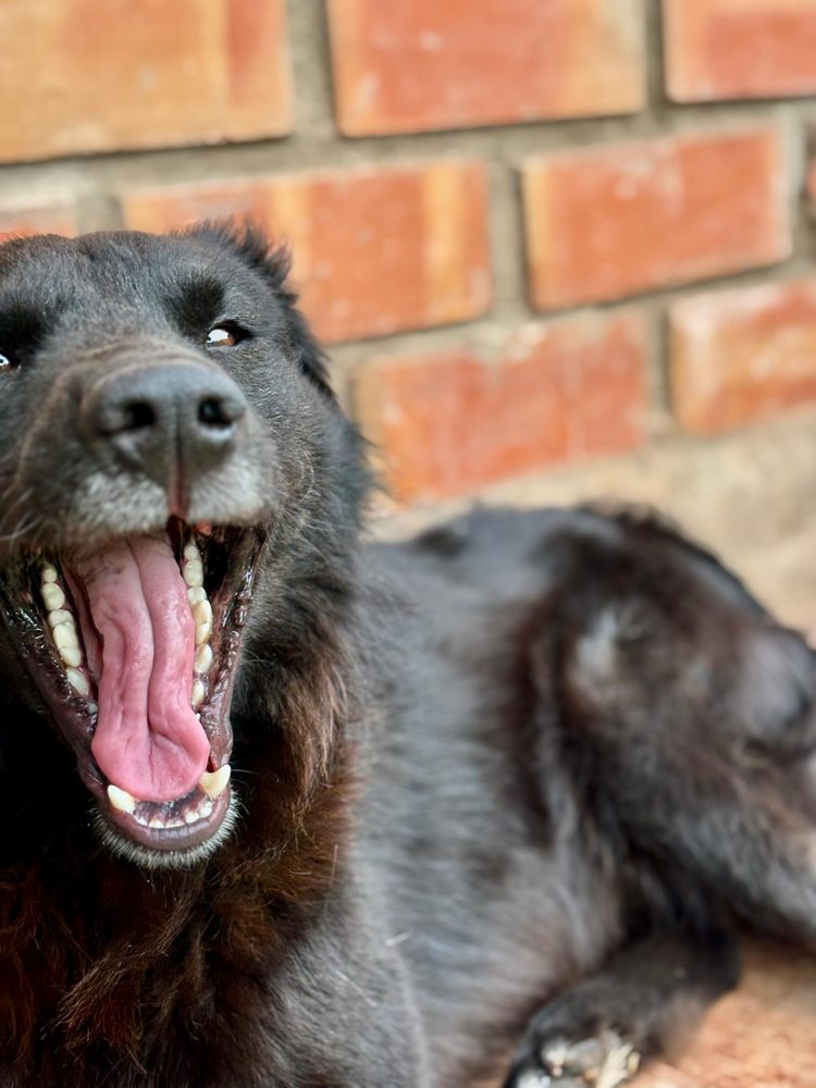 Close-up of Chaska mid-yawn, mouth wide open